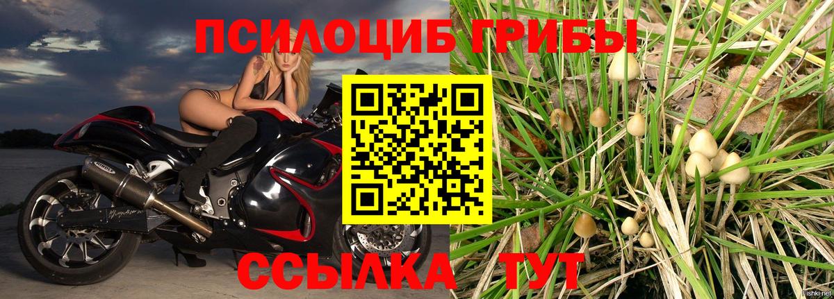 Чайковский  где можно купить наркотик  Вход с VPN  Псилоцибиновые грибы прущие грибы 